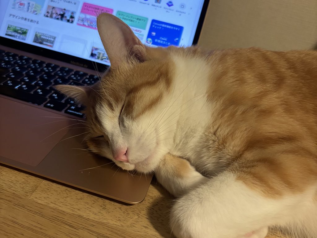 爆睡する猫