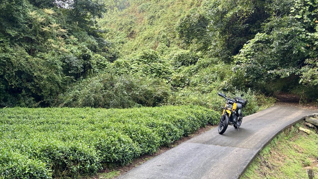 茶畑の中を抜けていくトライアンフスクランブラー400XC